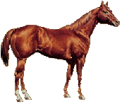 aqha horse